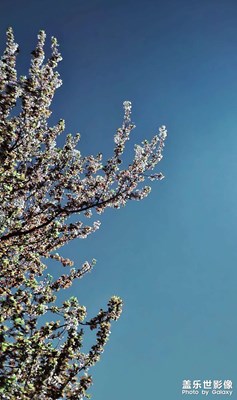 【春之夜】+花朵