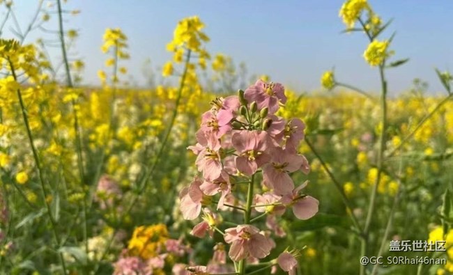 【春日尋花】花開