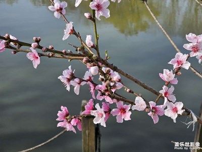 【拍有細(xì)節(jié)】春日桃花