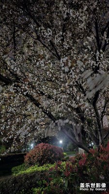 【春之夜】小區(qū)夜景