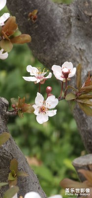 【拍有細(xì)節(jié)】+小區(qū)里的花