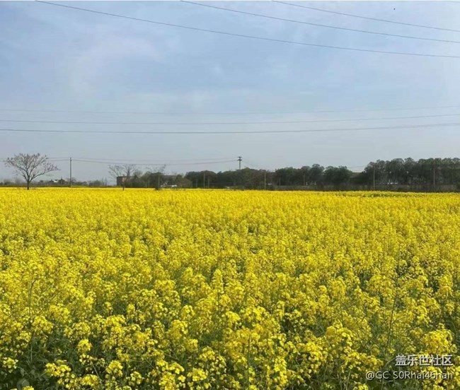 【春日尋花】花開