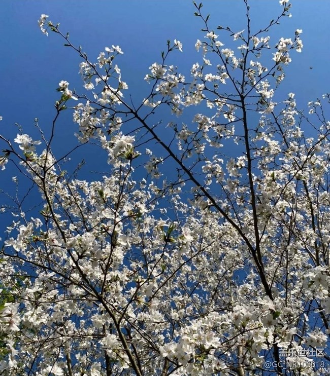 【廣州的花花們】晚櫻