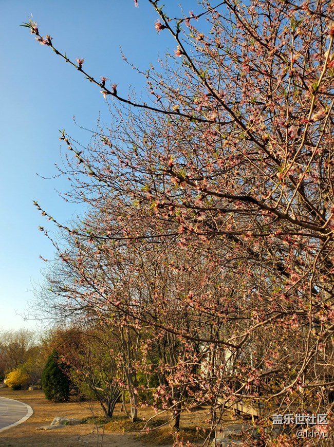 #煙花三月——花兒初開