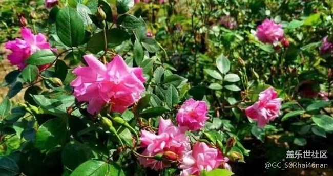 【廣州的花花們】百花齊放