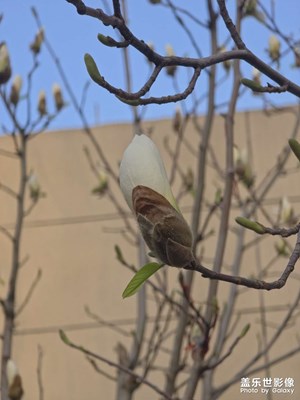 玉蘭花開