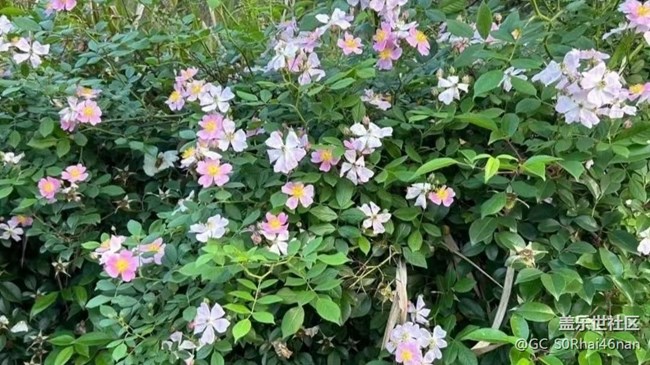 【廣州的花花們】百花齊放