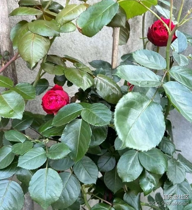 【廣州的花花們】百花齊放