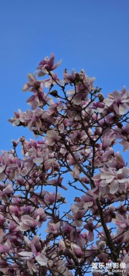 【拍有細(xì)節(jié)】+玉蘭花