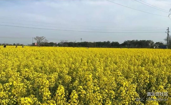 【春日尋花】花開
