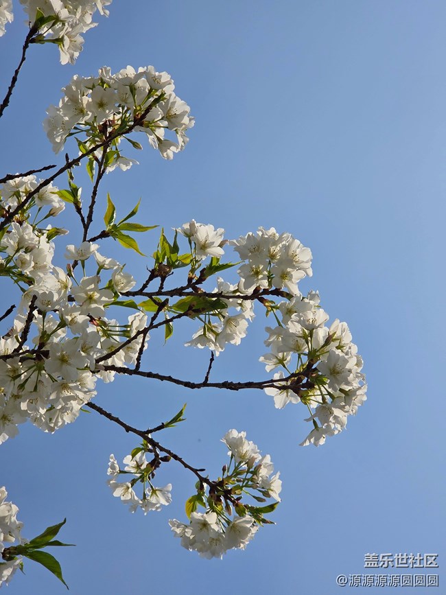 【櫻你而美】武漢星部落活動(dòng)回顧貼 【櫻你而美】武漢星部落活動(dòng)回顧貼