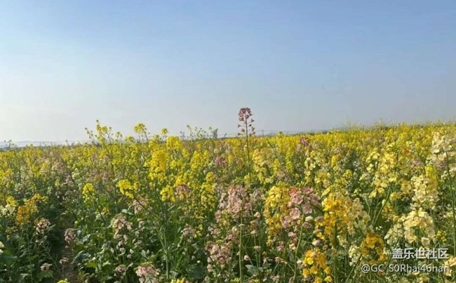 【春日尋花】花開