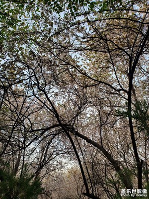 【拍有細(xì)節(jié)】+櫻花盛開