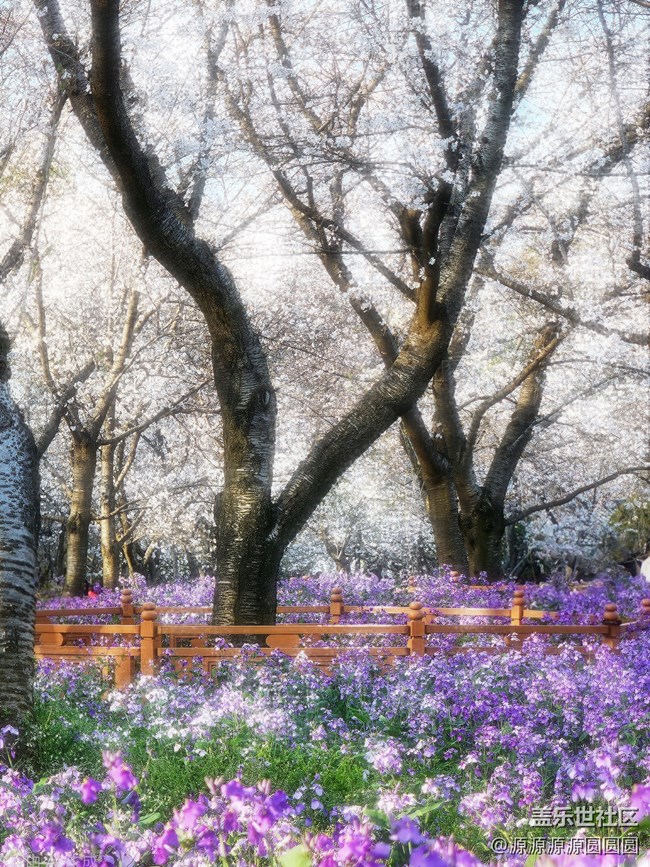 【櫻你而美】武漢星部落活動(dòng)回顧貼 【櫻你而美】武漢星部落活動(dòng)回顧貼