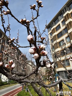 【拍有細節(jié)】+春天花季