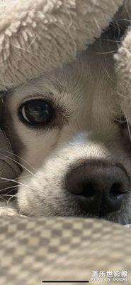 【拍有細(xì)節(jié)】+家有萌寵