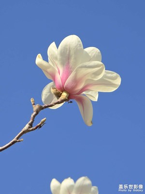 風(fēng)過處，清姿獨(dú)綻，盡抒一闋清婉
