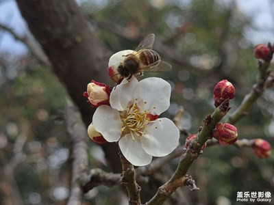 【拍有細(xì)節(jié)】+春季賞花