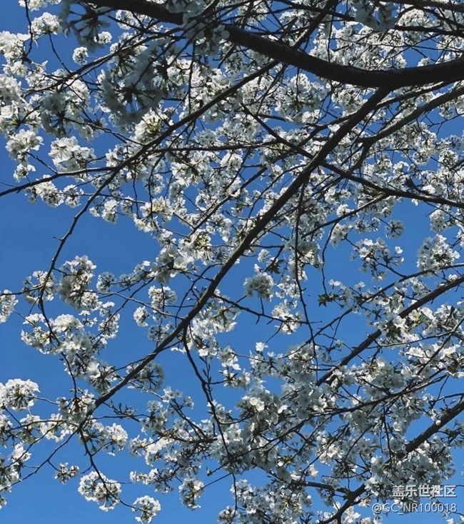 【廣州的花花們】晚櫻