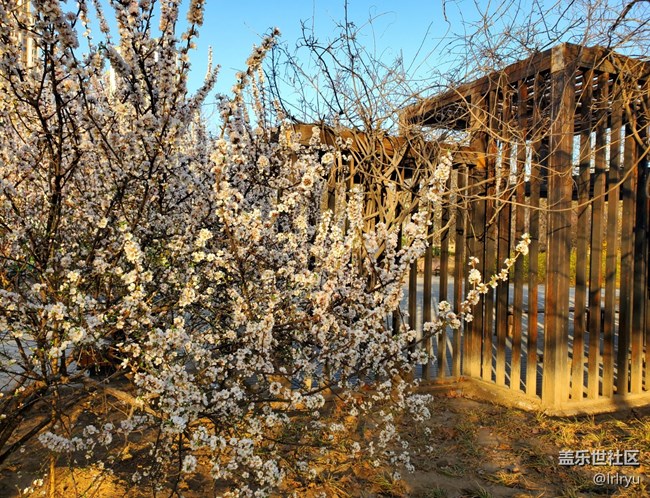 #煙花三月——花兒初開