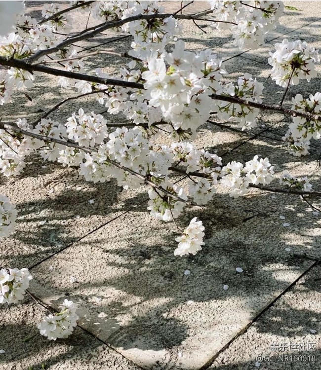 【廣州的花花們】晚櫻