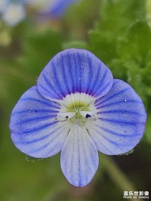 【拍有細(xì)節(jié)】+小野花