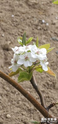 [拍有細(xì)節(jié)]+梨花