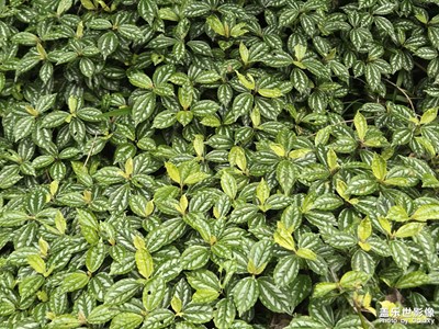 【拍有細節(jié)】+好去處