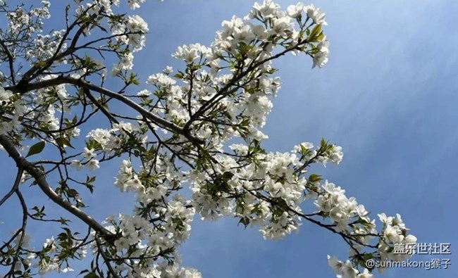 【春日尋花】櫻花