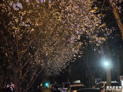 【春之夜】+拍花