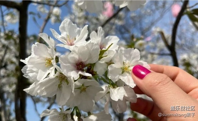 【春日尋花】櫻花