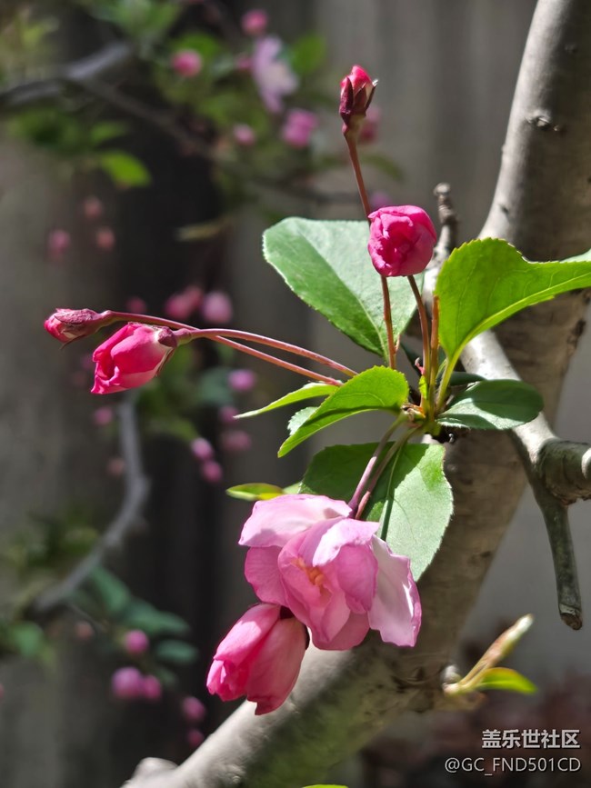 #煙花三月——垂絲海棠