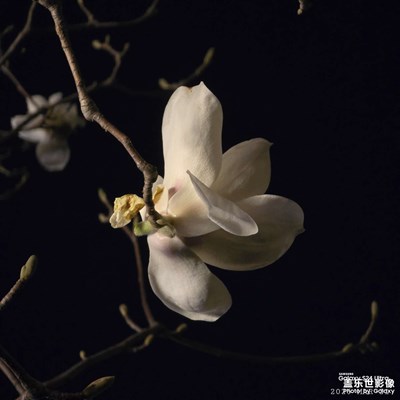 【春之夜】白玉蘭