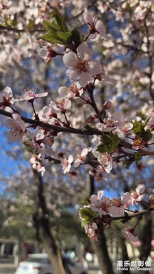 花都開(kāi)好了