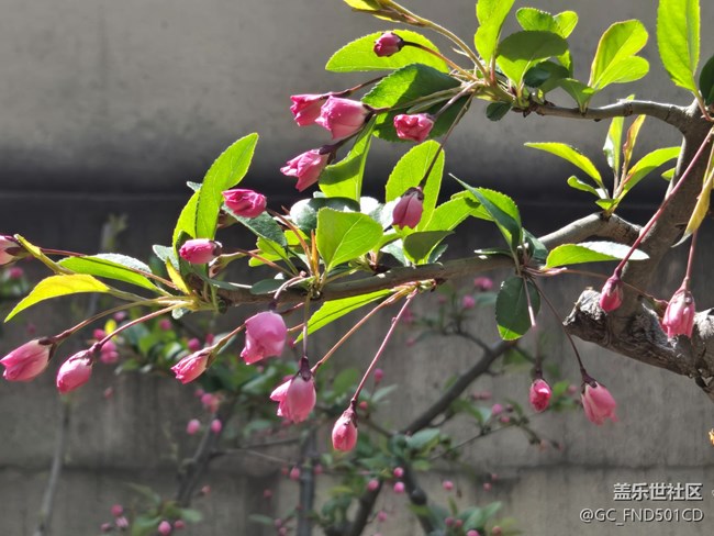#煙花三月——垂絲海棠