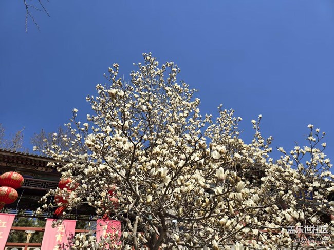 【春日序曲】春意未盡 百合花開