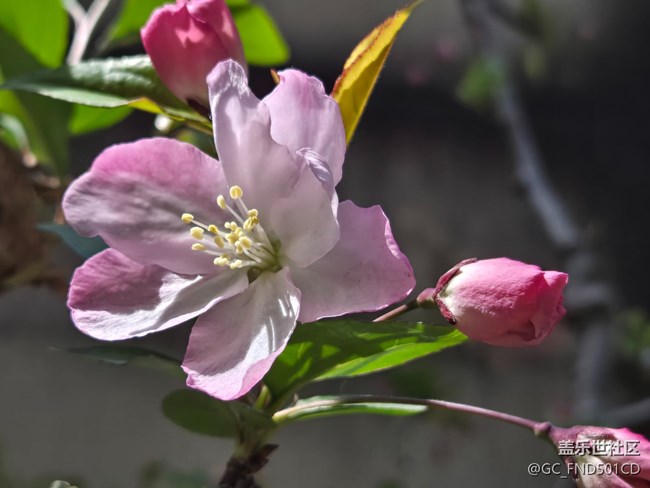 #煙花三月——垂絲海棠