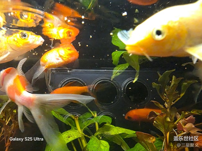 【春日序曲】錦鯉游泳應團圓