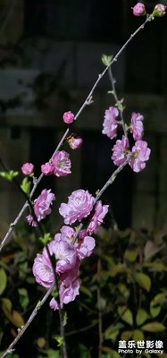 【春之夜】?小區(qū)隨拍