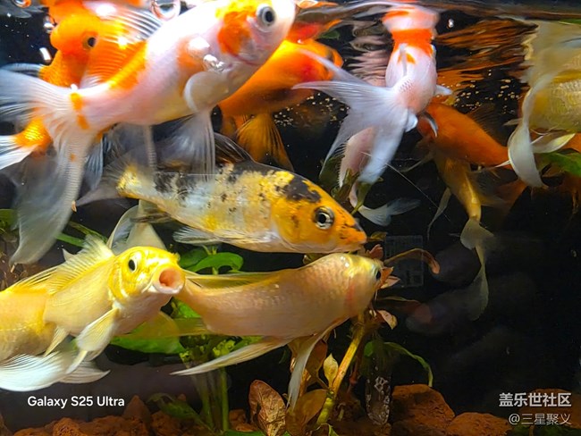 【春日序曲】錦鯉游泳應團圓