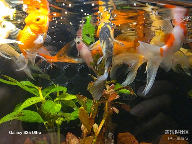 【春日序曲】錦鯉游泳應團圓