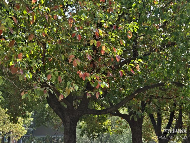 #煙花三月——葉子綠了