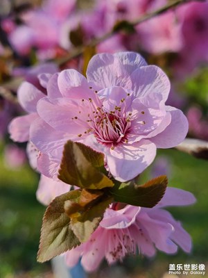 【拍有細節(jié)】+花兒朵朵開