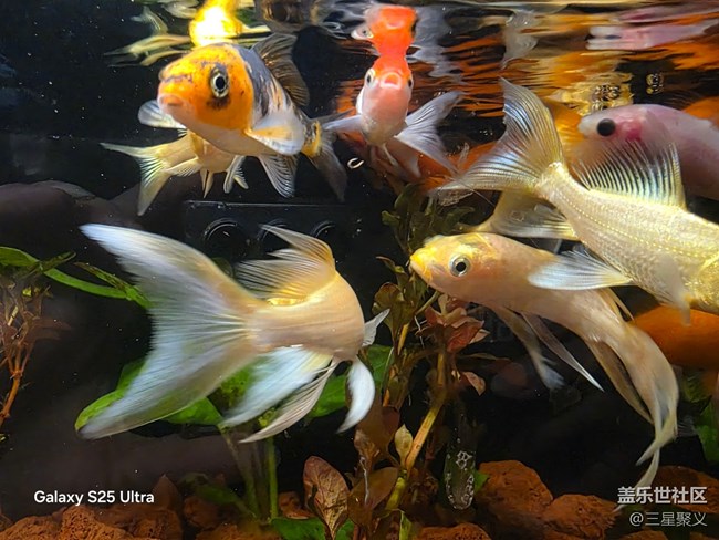 【春日序曲】錦鯉游泳應團圓