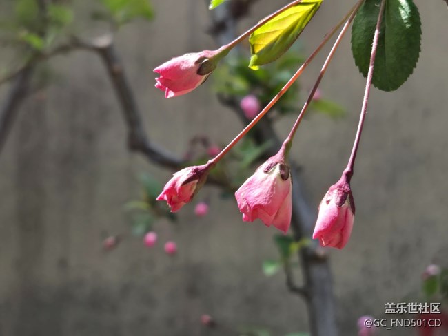 #煙花三月——垂絲海棠