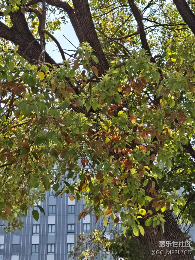 #煙花三月——葉子綠了