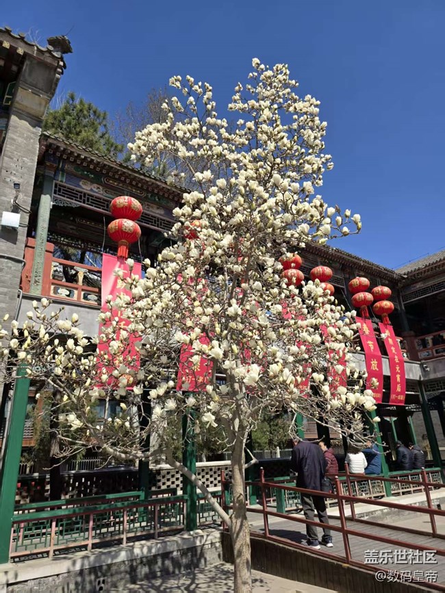 【春日序曲】春意未盡 百合花開