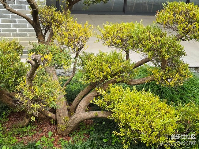 #煙花三月——公園一角