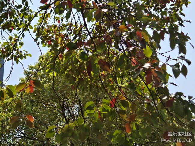 #煙花三月——葉子綠了