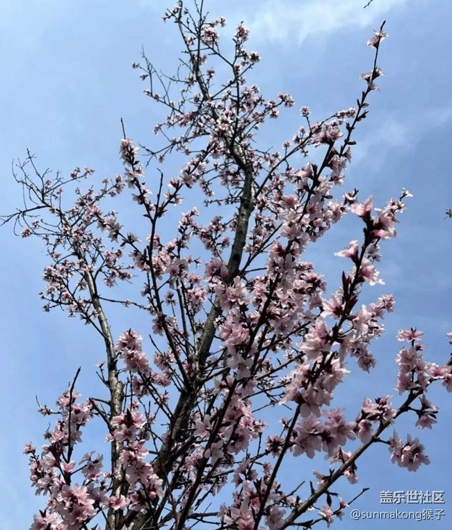 【春日尋花】櫻花